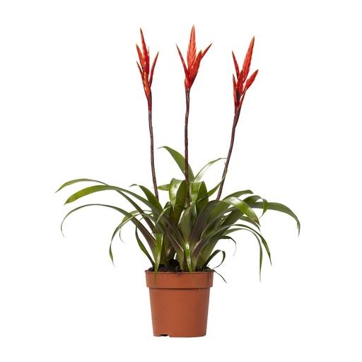 "Vriesea Elan Toef - Ø12cm - ↕55cm image"