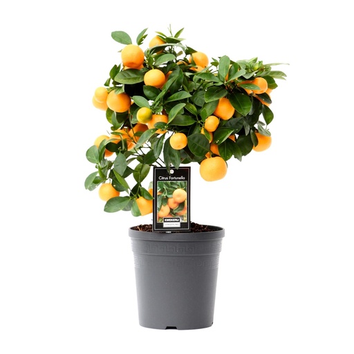 "Citrus Calamondin - Ø15cm - ↕40cm image"