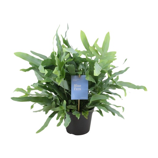 "Phlebodium Blauer Farn - Ø14cm - ↕40cm image"