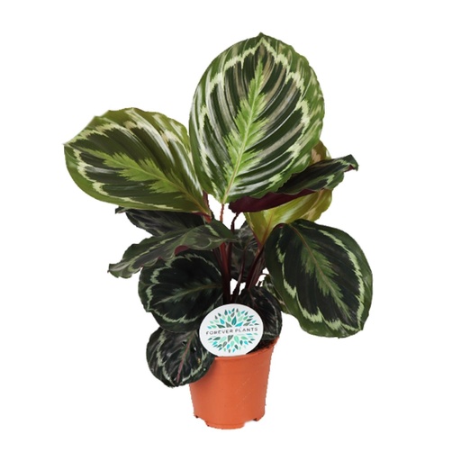 "Calathea Medaillon - Ø14cm - ↕45cm image"