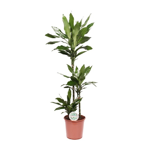 "Dracaena Janet Lind - Ø24cm - ↕130cm image"