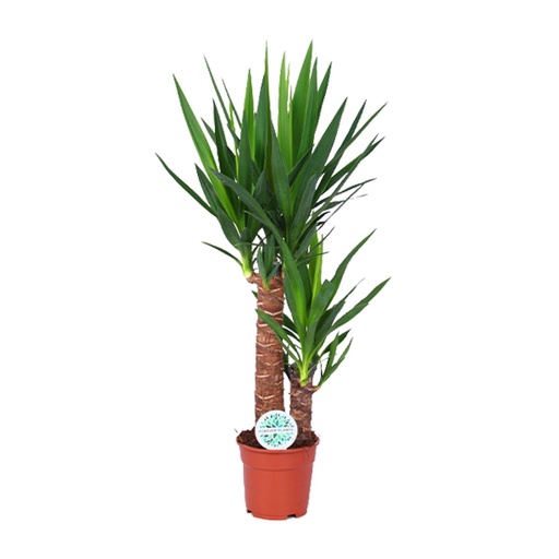 "Yucca - Ø17cm - ↕80cm image"
