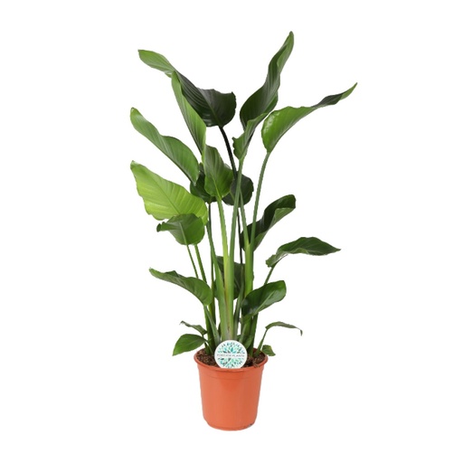 "Strelitzia Nicolai - Ø24cm - ↕110cm image"