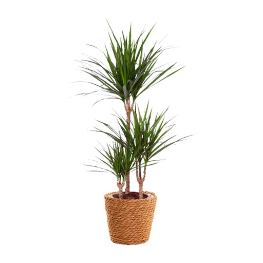 "Dracaena Marginata - Ø21cm - ↕95cm + Seegraskorb image"