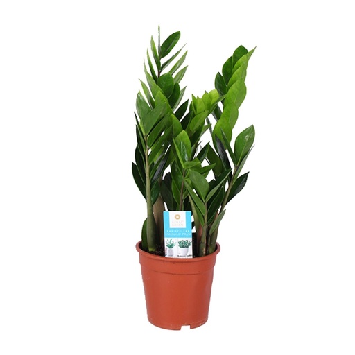 "Zamioculcas Zamiifolia - Ø17cm - ↕60cm image"