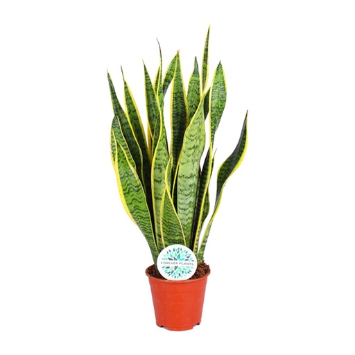 "Sansevieria Trifasciata Laurentii - Ø14cm - ↕50cm image"