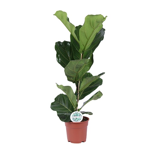 "Ficus Lyrata - Ø17cm - ↕60cm image"