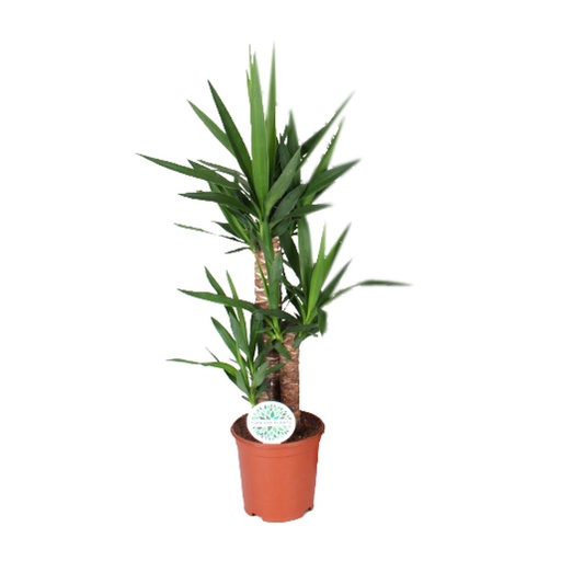 "Yucca - Ø21cm - ↕90cm image"