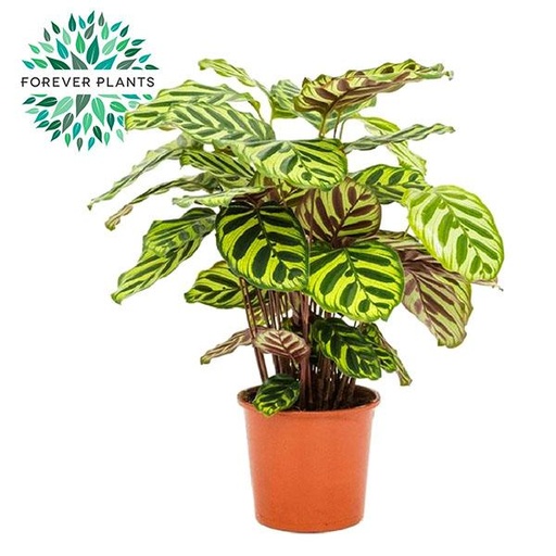 "Calathea Makoyana - Ø17cm - ↕55cm image"