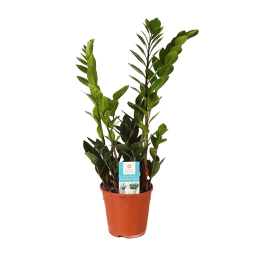 "Zamioculcas Zamiifolia - Ø14cm - ↕45cm image"