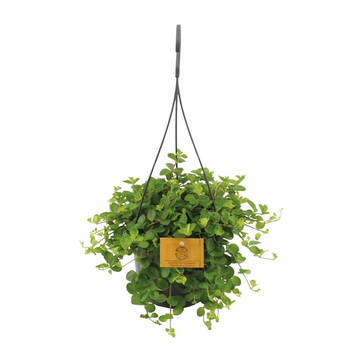 "Peperomia Rotundifolia - Ø15cm - ↕25cm image"