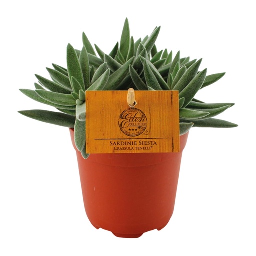 "Crassula Tenelli - Ø11cm - ↕15cm image"