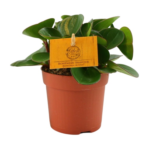"Peperomia Obtipan - Ø11cm - ↕15cm image"