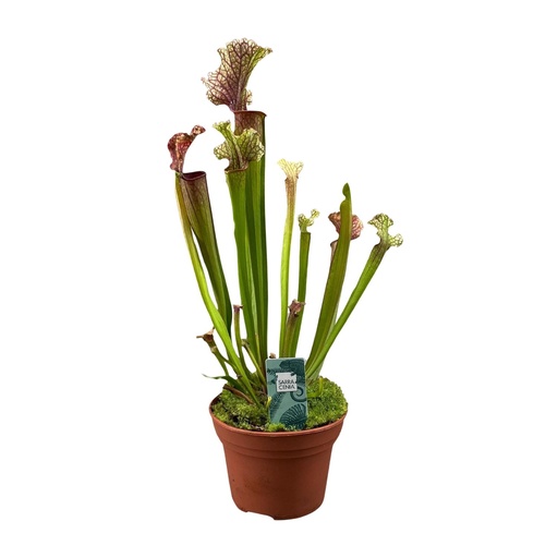 "Sarracenia Judith Hindle - Ø12cm - ↕30cm image"