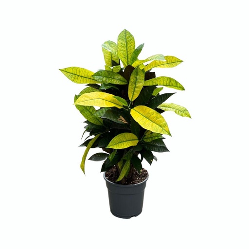 "Croton Frau Iceton - Ø17cm - ↕65cm image"