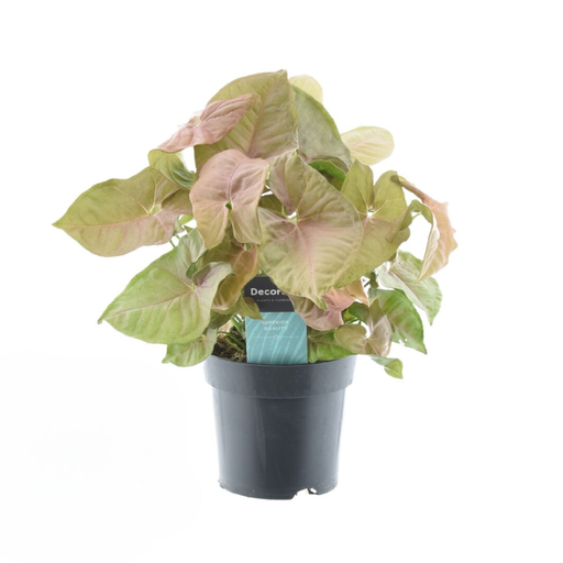 "Syngonium Rotes Herz Feel Green - Ø14cm - ↕30cm image"