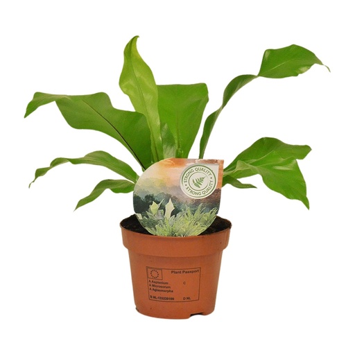 "Asplenium Nidus - Ø12cm - ↕35cm image"
