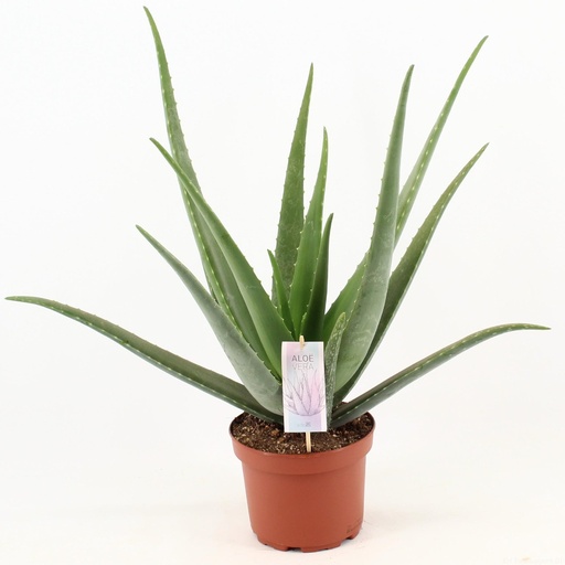 "Aloe Vera - Ø19cm - ↕70cm image"