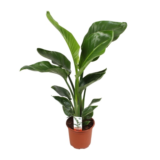 "Strelitzia Nicolai - Ø17cm - ↕70cm image"