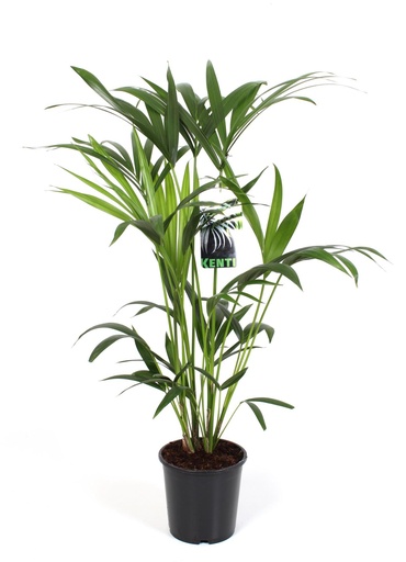 "Howea Forsteriana - Ø19cm - ↕80cm image"