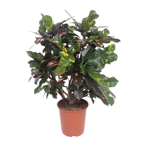 "Codiaeum Prächtig (Croton Prächtig) - Ø27cm - ↕110cm image"