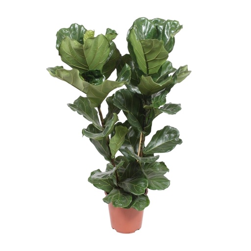 "Ficus Lyrata - Ø27cm - ↕100cm image"
