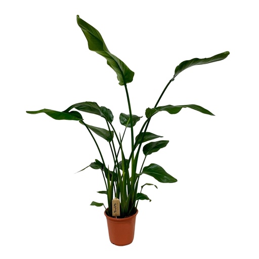 "Strelitzia Nicolai - Ø21cm - ↕120cm image"
