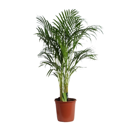 "Dypsis Lutescens (Areca) A2 - Ø24cm - ↕120cm image"