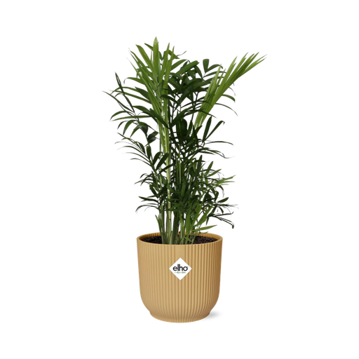 "Chamaedorea Elegans in ELHO Vibes Fold 14cm gelb image"