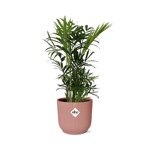 "Chamaedorea Elegans in ELHO Vibes Fold 14cm rosa image"