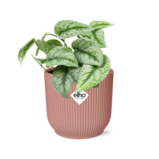 "Scindapsus Pictus ‘Trebie’ in ELHO Vibes Fold 14cm rosa image"