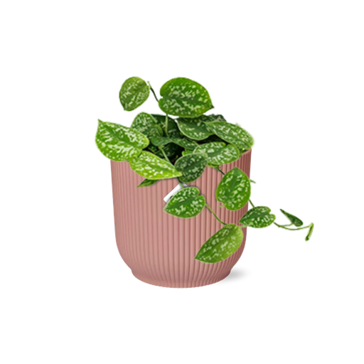 "Scindapsus Pictus ‘Argyraeus’ in ELHO Vibes Fold 14cm rosa image"
