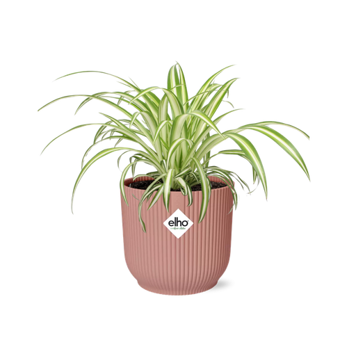 "Chlorophytum Comosum Variegatum in ELHO Vibes Fold 14cm rosa image"
