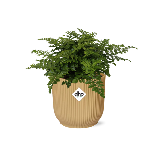 "Asplenium Parvati in ELHO Vibes Fold 14cm gelb image"
