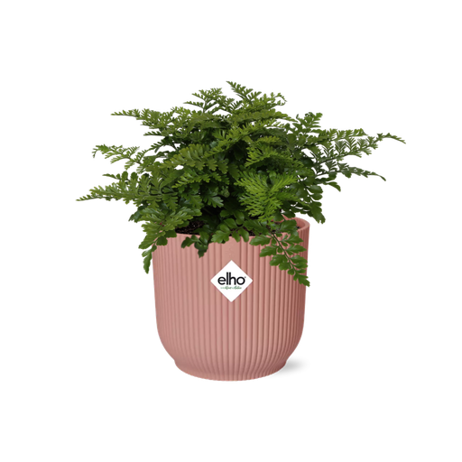 "Asplenium Parvati in ELHO Vibes Fold 14cm rosa image"