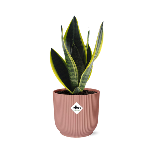 "Sansevieria Futura Superba in ELHO Vibes Fold 14cm rosa image"