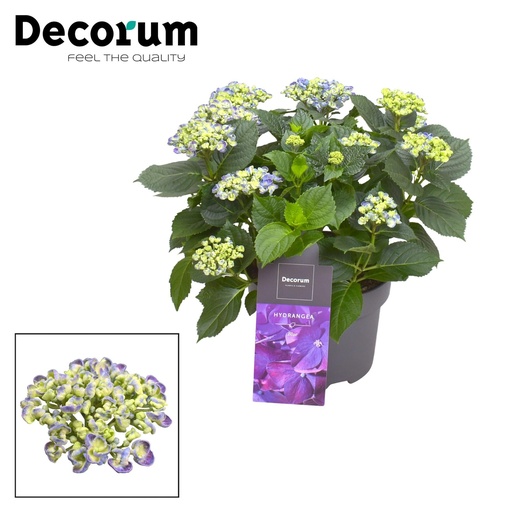"Hortensie Curly Wurly Blau 9-15 Kopf (Decorum) - Ø23cm - ↕50cm image"