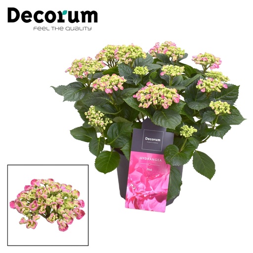 "Hortensie Curly Wurly Rosa 9-15 Kopf (Decorum) - Ø23cm - ↕50cm image"