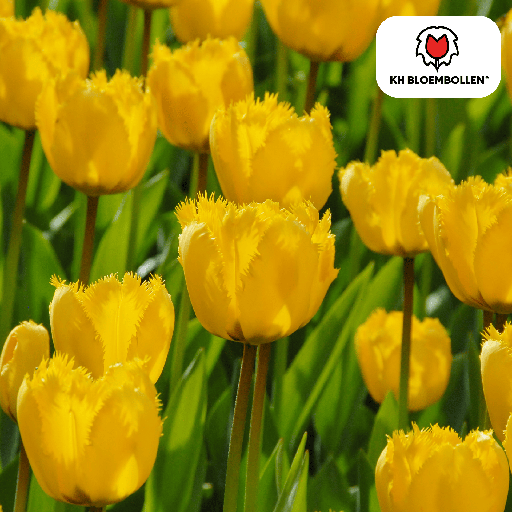 "Tulpenzwiebeln Sun Frillz – 20 Stück | KH Bloembollen® | Gelbe Tulpe mit Kartelrand – Sonnig, Einzigartig & Verspielt – Für Garten oder Topf – Größe 11/12 – Frisch vom Züchter image"