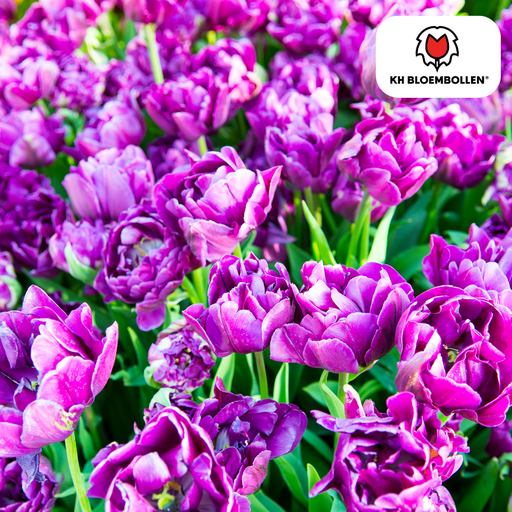 "Tulpenzwiebeln Double Flag – 20 Stück | KH Bloembollen® | Violette Doppelblütige Tulpe – Elegant & Voll – Geschenk für Garten oder Topf – Größe 11/12 – Frisch vom Züchter! image"