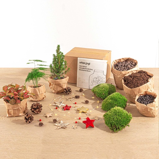 "Pflanzen-Terrarium-Paket - Mini-Weihnachtsbaum - 3 Pflanzen - Nachfüll- & Startpaket - DIY Christmas image"