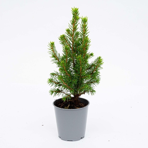 "Baby-Weihnachtsbaum - ↕15-20 cm - Ø 6 cm - Picea Glauca Perfecta image"