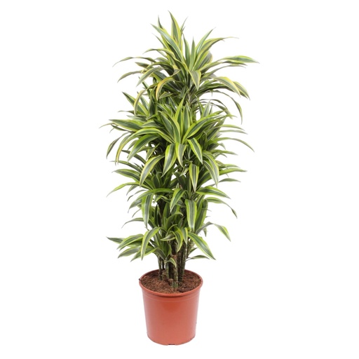 "Dracaena Zitrone Limette - 150 cm - ø30 image"