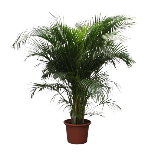 "Dypsis Lutescens (Areca Palme) - 230 cm - ø40 image"
