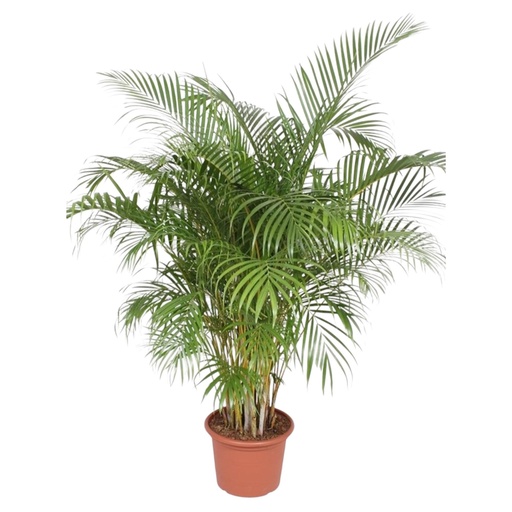 "Dypsis Lutescens (Areca-Palme) - 200 cm - ø40 image"
