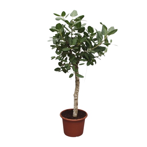 "Ficus Benghalensis Baum - 200 cm - ø50 image"