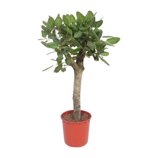 "Ficus Benghalensis Baum - 150 cm - ø30 image"