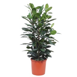 Afrikanischer Feigenbaum (Ficus cyathistipula) – pflegeleichte Zimmerpflanze, Hö