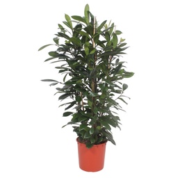 Afrikanischer Feigenbaum (Ficus cyathistipula) – pflegeleichte Zimmerpflanze, Hö