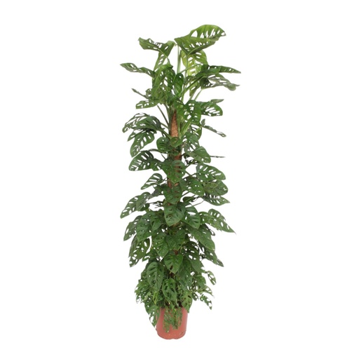 "Monstera Monkey Leaf Moosstab - 160 cm - ø27 image"